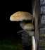 Nyárfa-tőkegomba (Hemipholiota populnea), Duna-Tisza köze